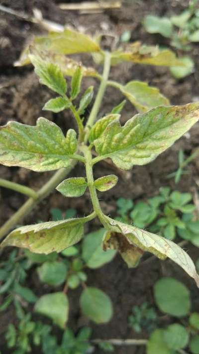 Tomato Leaf Miner - Tomato