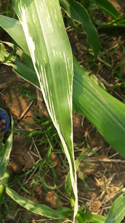 Brown Stripe Downy Mildew of Maize - Maize