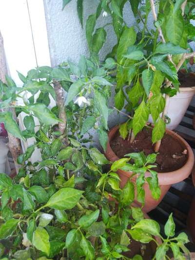 Powdery Mildew of Pepper - Capsicum & Chilli