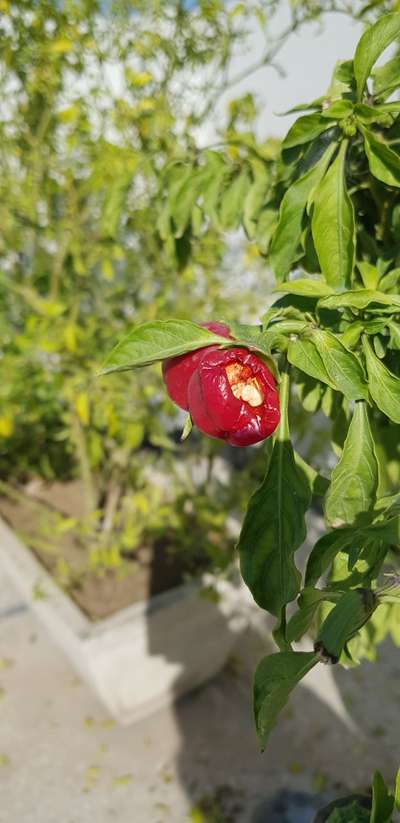 Bacterial Soft Rot of Pepper - Capsicum & Chilli