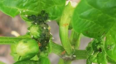 Áfidos o pulgones - Capsicum y chile