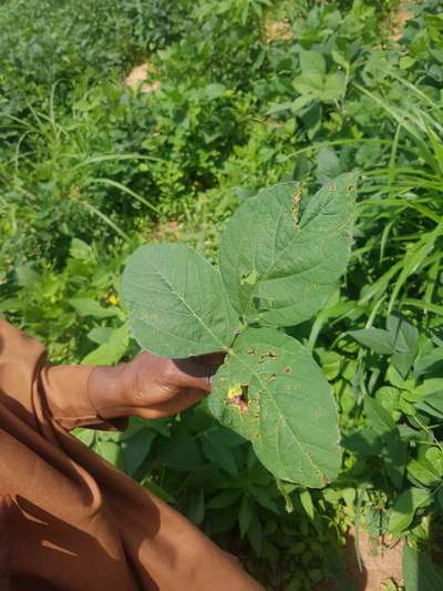 Fertilizer Burn - Soybean