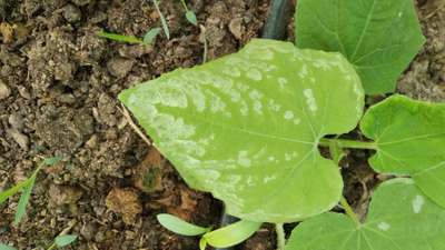 Pesticide Burn - Cucumber