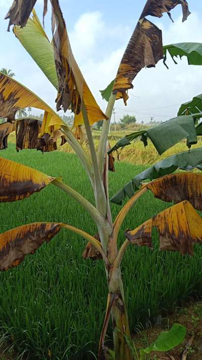 மஞ்சள் மற்றும் கருப்பு சிகடோகா - வாழைப் பழம்