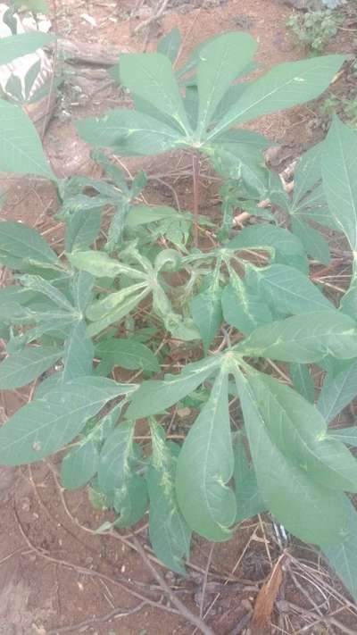 Cassava Mosaic Disease - കപ്പക്കിഴങ്ങ്