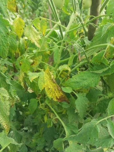 Mancha bacteriana - Tomate