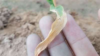 Phaeosphaeria Leaf Spot - Maize