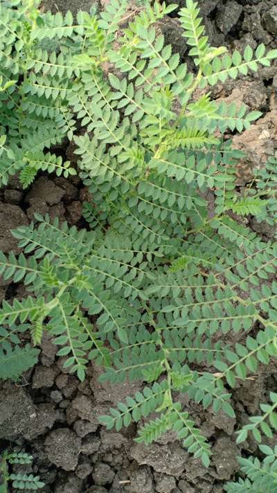 Fusarium Wilt - Chickpea & Gram