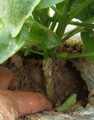 Stem Rot - Capsicum & Chilli