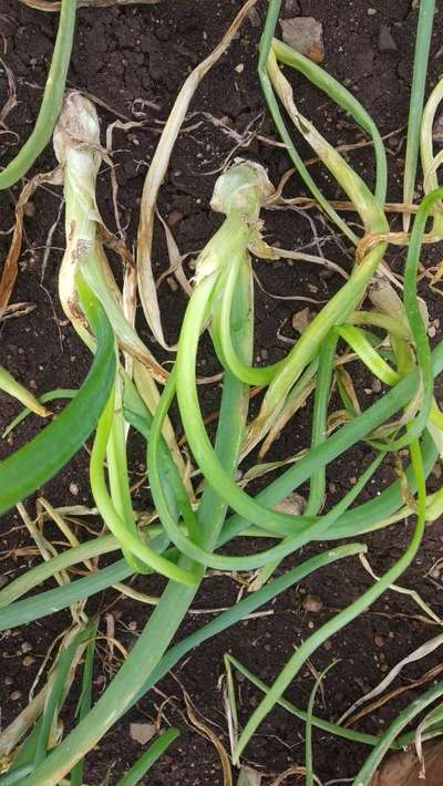 ಬೋಟ್ರೈಟಿಸ್ ಸೋಂಕು - ಈರುಳ್ಳಿ