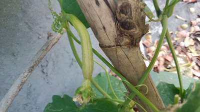 Boron Deficiency - Zucchini