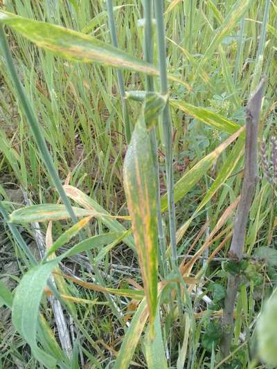 Leaf and Glume Blotch of Wheat - Wheat