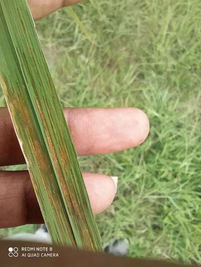 Bacterial Leaf Streak - Rice