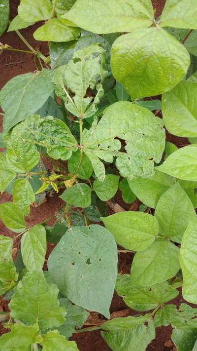 ಜೇಡ ಹುಳ - ಉದ್ದಿನ ಬೇಳೆ & ಹೆಸರು ಬೇಳೆ