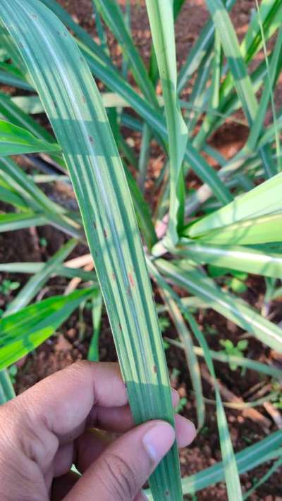 Sugarcane Mosaic Virus - Sugarcane