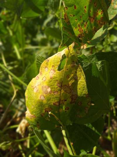 Cercospora Leaf Spot of Legumes - Bean