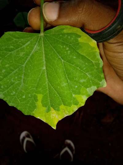 Leaf Blight of Cucurbits - Cucumber