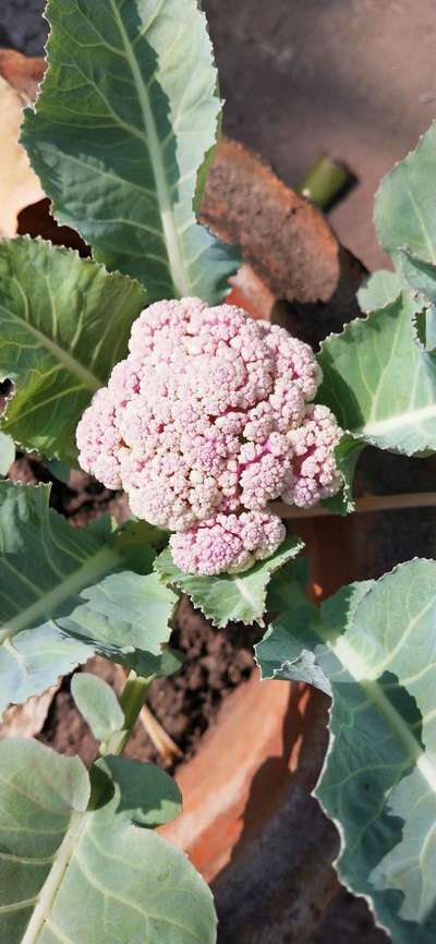 Boron Deficiency - Cauliflower