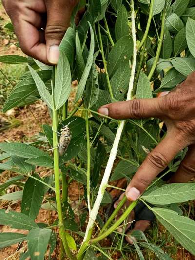 Flea Beetles - Pigeon Pea & Red Gram