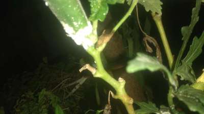 மாவுப்பூச்சி - வெண்டக்காய்