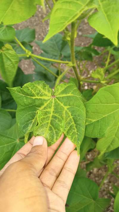 Cotton Leaf Curl Virus - Cotton