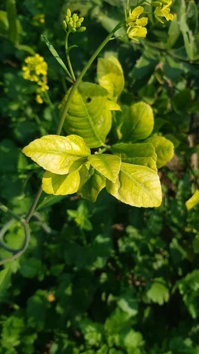 Nitrogen Deficiency - Citrus