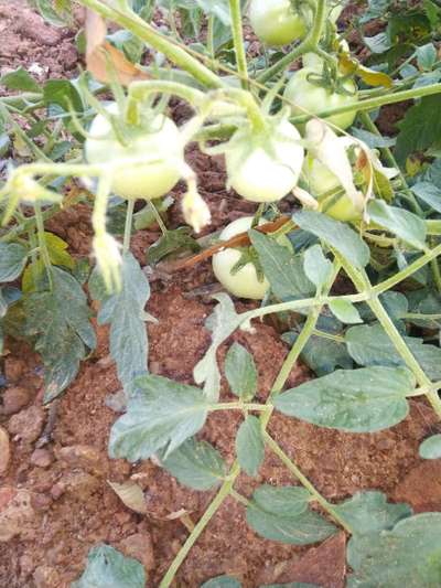 Phosphorus Deficiency - Tomato