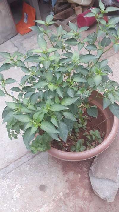 Its a Green Chili tree red ants are attacking its new flowers