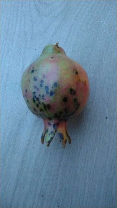 Anthracnose of Pomegranate - Pomegranate