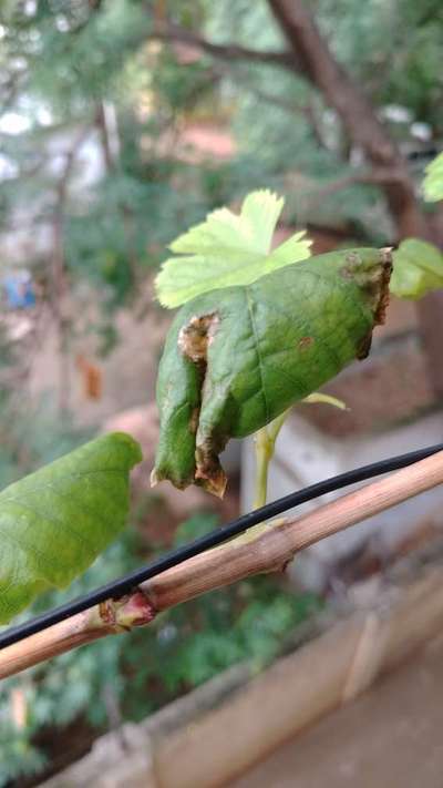 Grape Rust Mite - Grape