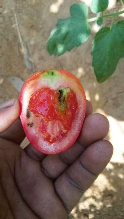 Mediterranean Fruit Fly - Tomato