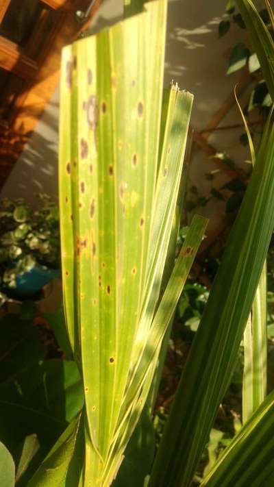 Nitrogen Deficiency - Sugarcane