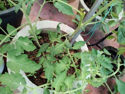 Leaf Miner Flies - Tomato