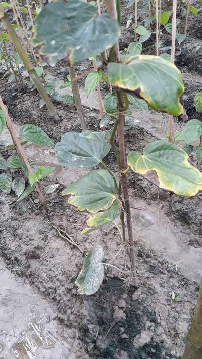 পটাশিয়ামের অভাবজনিত লক্ষণ - তুলা