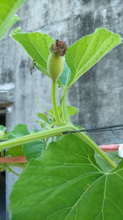 Calcium Deficiency - Cucumber