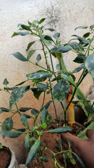 Powdery Mildew - Capsicum & Chilli