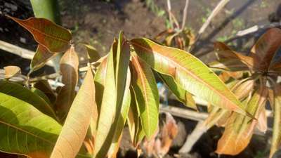 Stem End Rot of Mango - आंबा