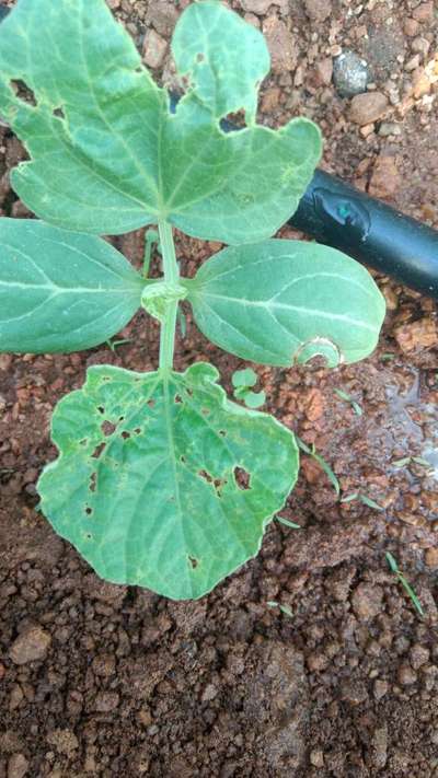 Tobacco Caterpillar - Cucumber