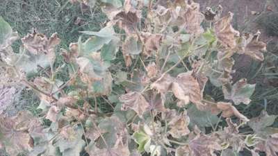 Fusarium Wilt - Cotton