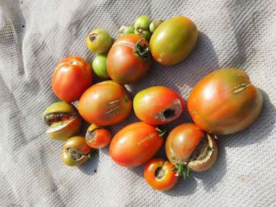 Tomato Catface - Tomato