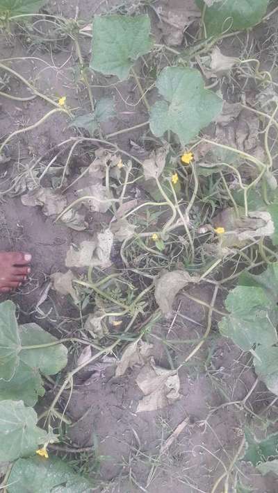 Fusarium Wilt - Cucumber