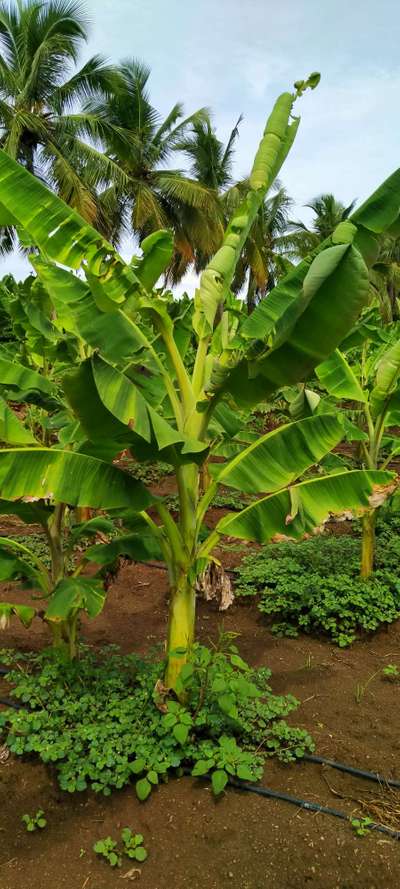 சாம்பல் சத்து பற்றாக்குறை (பொட்டாசியம் பற்றாக்குறை) - வாழைப் பழம்