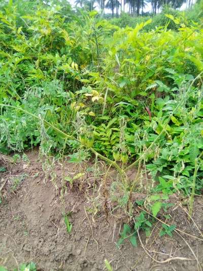 Bacterial Wilt - Tomato