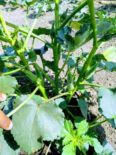 Leaf Miner Flies - Okra