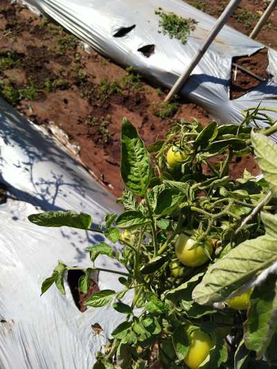 Leaf Curl in Tomato - Tomato