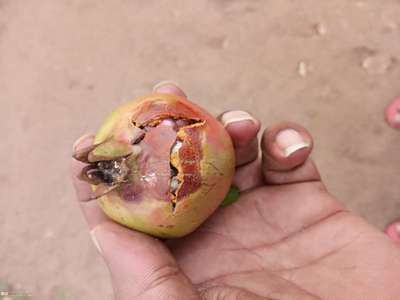 Boron Deficiency - Pomegranate