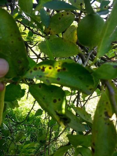 Mancha bacteriana dos citros - Citros