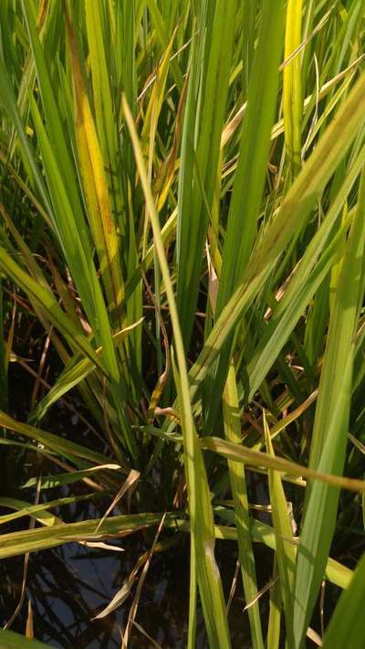 Zinc Deficiency - Rice