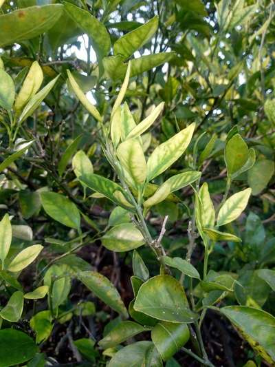 Zinc Deficiency - Citrus