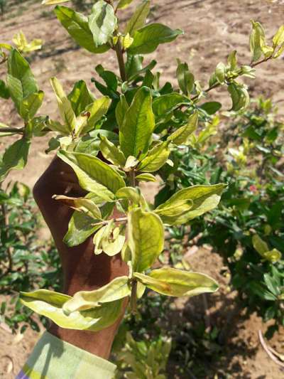 Iron Deficiency - Pomegranate